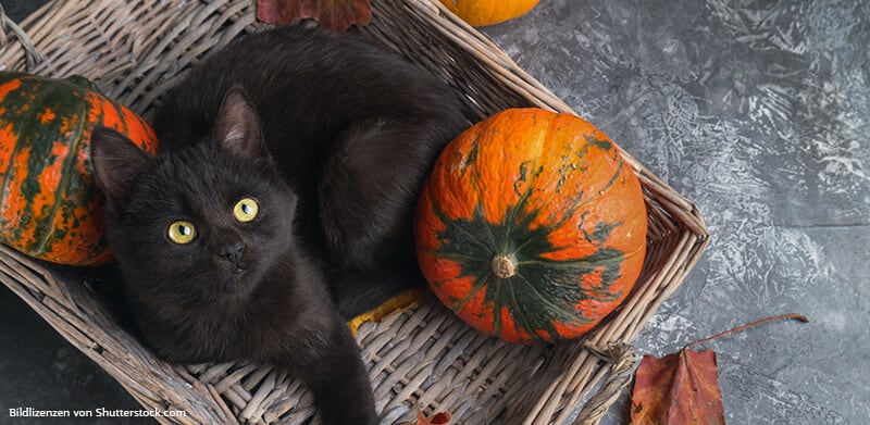 Bild einer schwarzen Katze zum Beitrag "Freitag der 13."